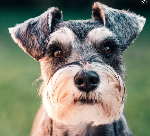 Why Schnauzers Are The Worst Dogs?