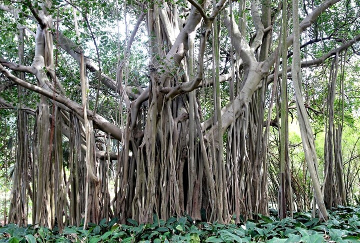 A huge Indian Fig Tree with lots of roots